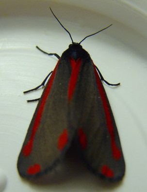 Tyria-jacobaeae-1 - fluturi