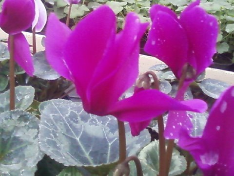 Fotografii-0018 - cyclamen ianuarie 2011