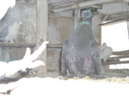 28274509_NIGOIMYHD - porumbei unui prieten gligor din blaj