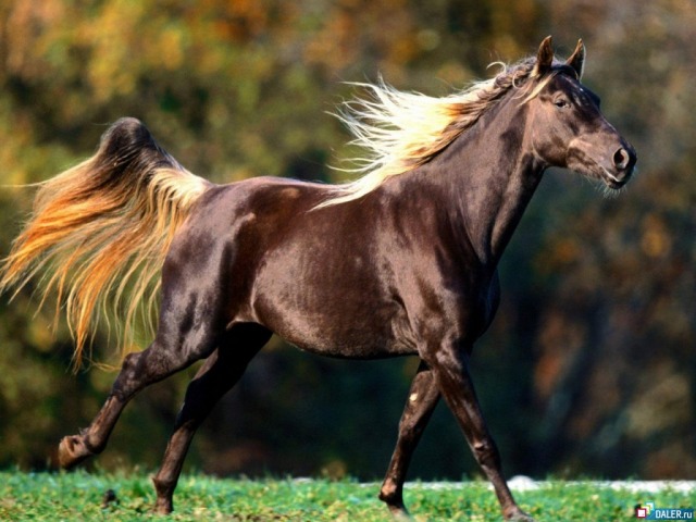 beautiful_dark_brown_horse - imagini