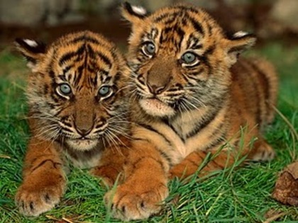 Two-Cute-Tiger-wallpaper - imagini