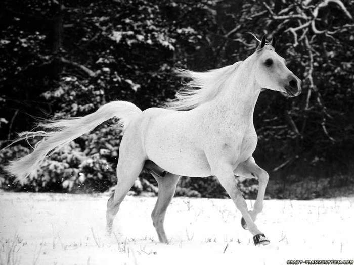 white-stallion-horse-wallpaper - imagini