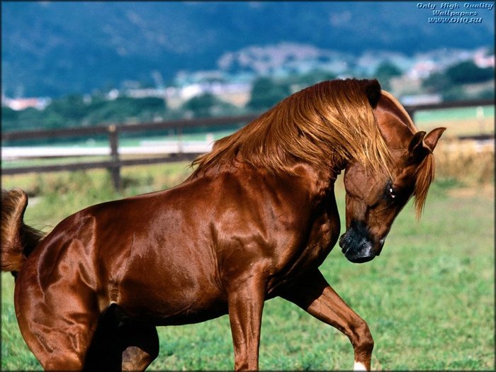 young_brown_horse - imagini