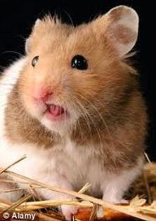 hamsteri - hamsteri