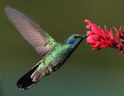 colibri1 - semne de vara