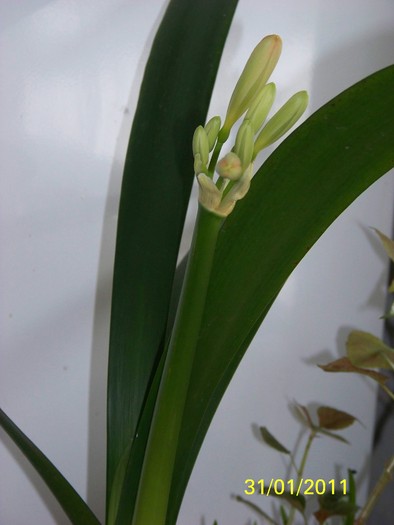 100_8153 - Clivia 2011