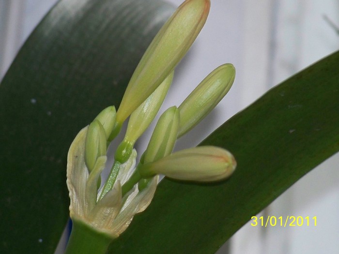 100_8162 - Clivia 2011