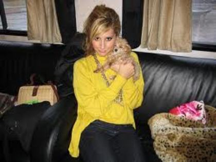 Ashley in autocar cu cutulik in bratze - Ashley Tisdale blonda