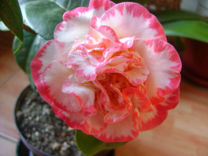 Margaret Davis' - Camelia