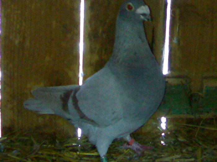 argintiu M 2005 - porumbei