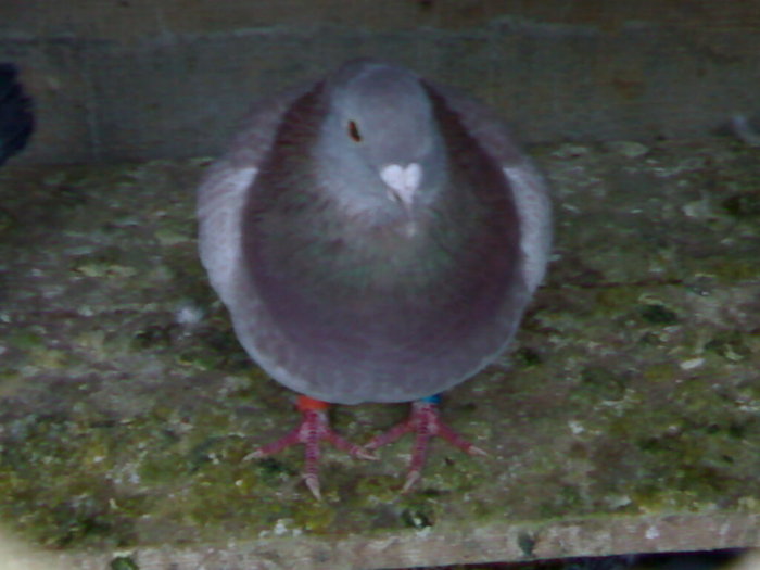 rosie2008 - porumbei