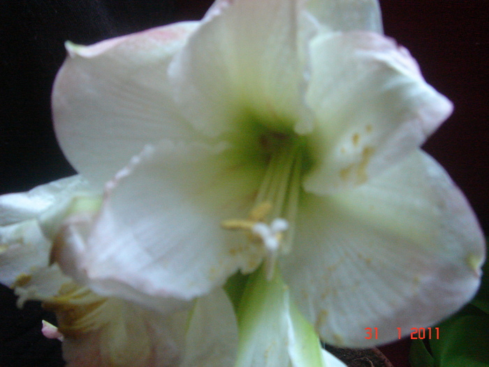 DSC05662 - amaryllis