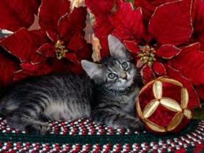 Pisicuta cu flori rosii - Pisicute