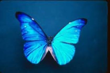 Fluture albastru - Fluturasi