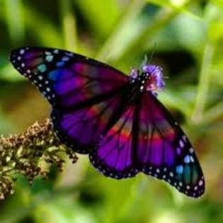 Fluture mov inchis - Fluturasi