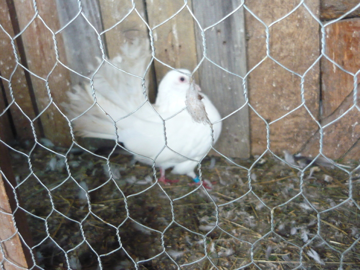curcanita alba - porumbei  voiajori