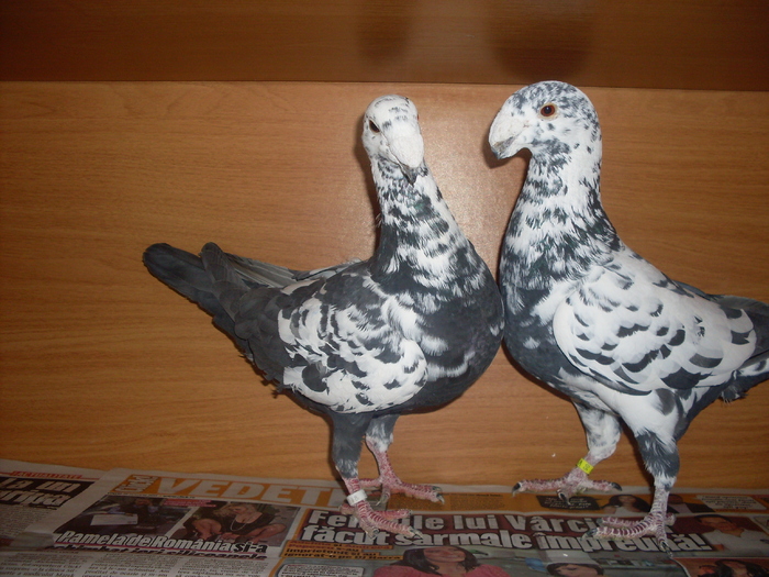 VANDUTI - German beauty pigeons ROMANIA