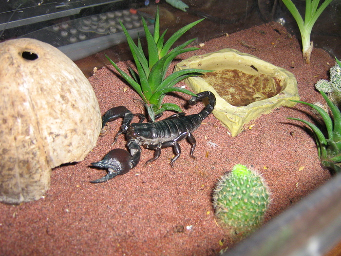 scorpion 003 - Scorpion