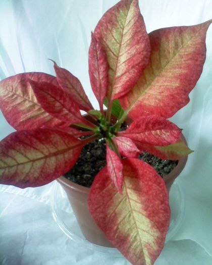 "Steaua Craciunului", Euphorbia Pulcherrima sau Poinsettia