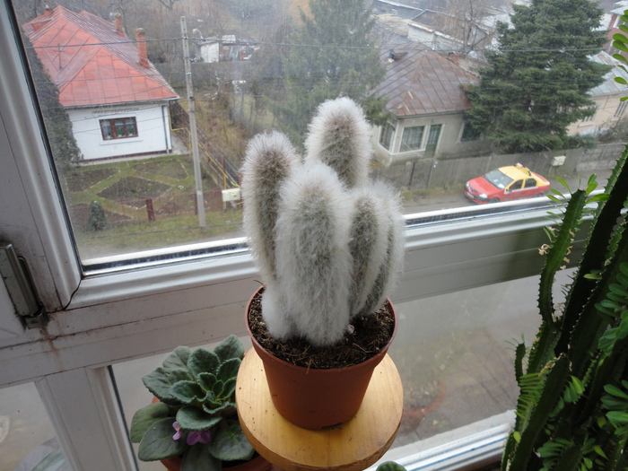 De la Kaufland - Cactusii mei