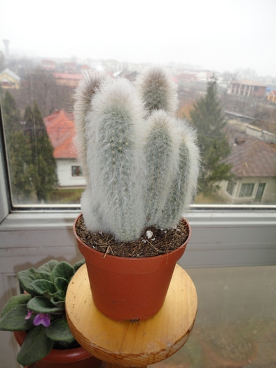 EPOSTOA LANATA - Cactusii mei