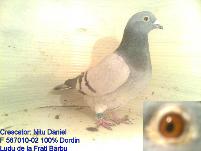 F 587010-02 100% Dordin - Femele matca
