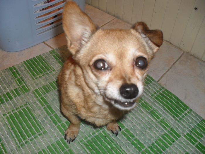 SDC12148 - Caine Chihuahua