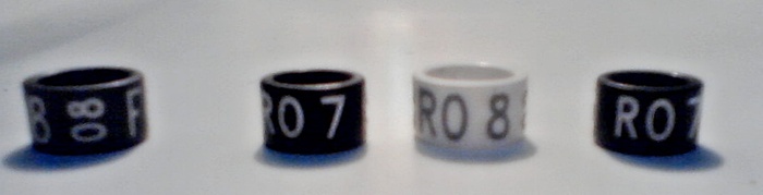 P310111_1904[01] - inele de colectie