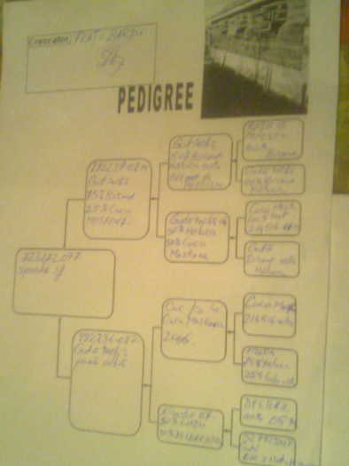 Imagine0435 - Pedigree