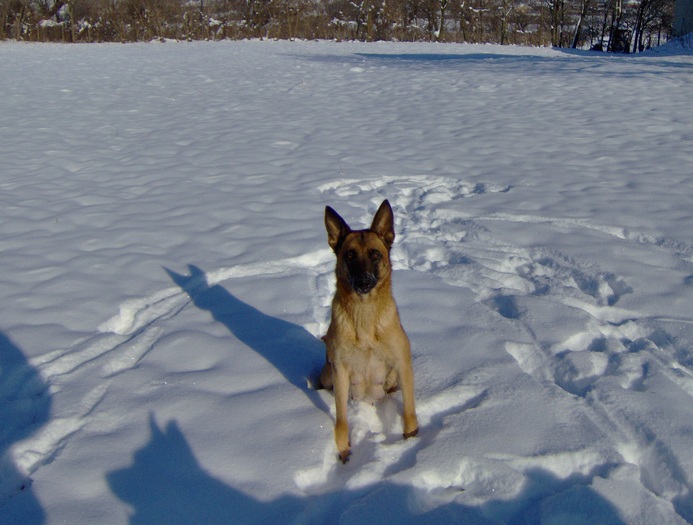 HPIM1939 - Pui Ciobanesc Belgian MALINOIS  Galati  VANDUTI