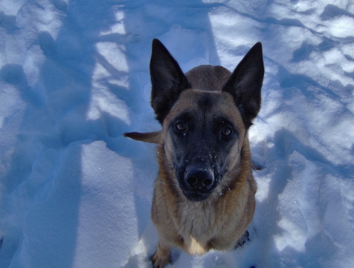 HPIM1945 - Pui Ciobanesc Belgian MALINOIS  Galati  VANDUTI