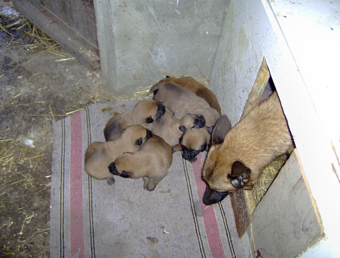 HPIM1958 - Pui Ciobanesc Belgian MALINOIS  Galati  VANDUTI