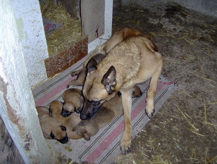 HPIM1965 - Pui Ciobanesc Belgian MALINOIS  Galati  VANDUTI