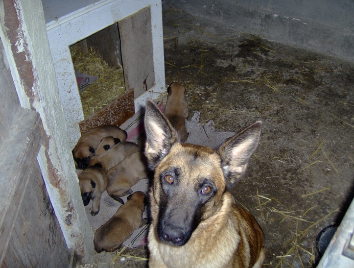 HPIM1969 - Pui Ciobanesc Belgian MALINOIS  Galati  VANDUTI