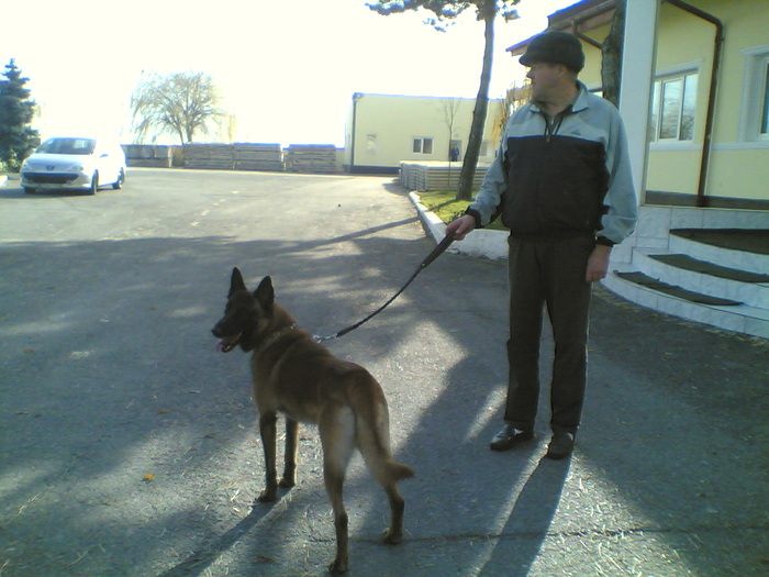 13.11.2010 - Pui Ciobanesc Belgian MALINOIS  Galati  VANDUTI