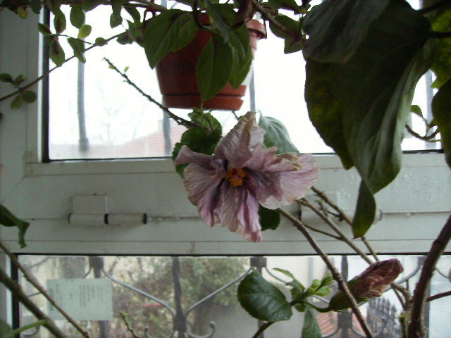 Floare de hibiscus in inflorire