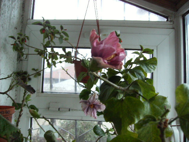 alta floare  de hibiscus in devenire