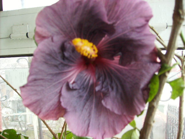 Hibiscus la prima inflorire - Flori  la sfarsit de ianuarie 2011