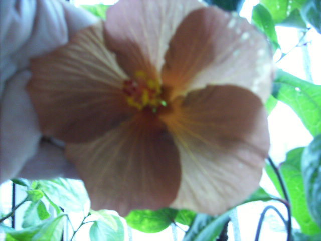 Hibiscus in rtaze de soare