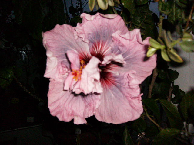 hibiscus reanflorit - Flori  la sfarsit de ianuarie 2011