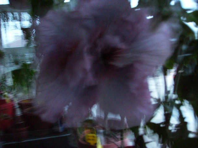 hibiscus la blitz - Flori  la sfarsit de ianuarie 2011