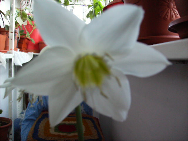 O noua floare de eucaris amazonica - Flori  la sfarsit de ianuarie 2011