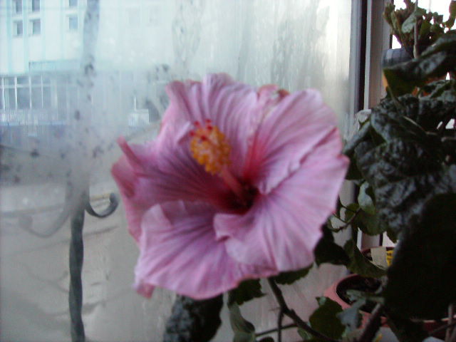 hibiscus ultima inflorire - Flori  la sfarsit de ianuarie 2011