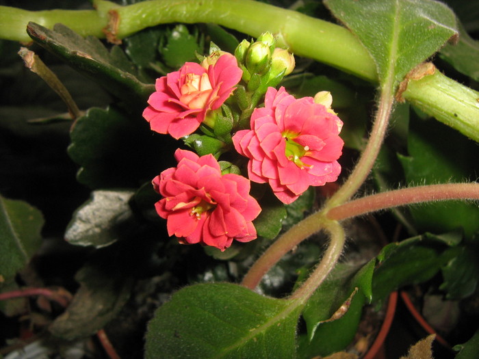 151 - Kalanchoe