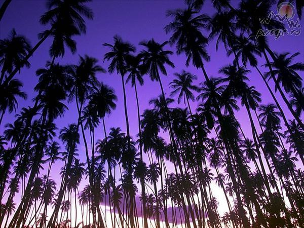 hawaiian_palm_grove_L