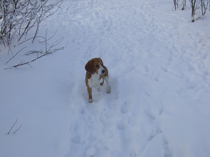 CIMG1250 - BEAGLE TRICOLOR