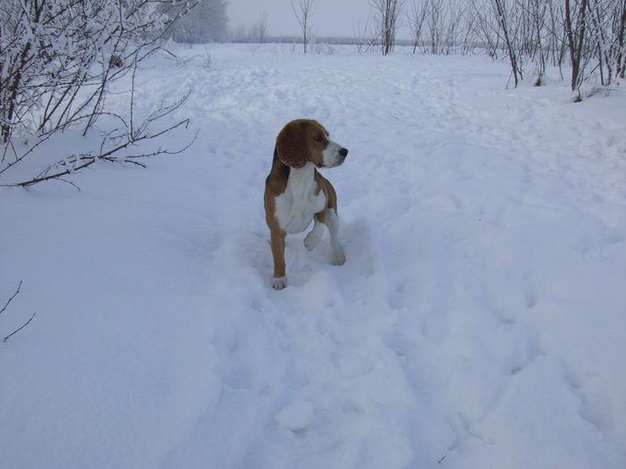 CIMG1252 - BEAGLE TRICOLOR