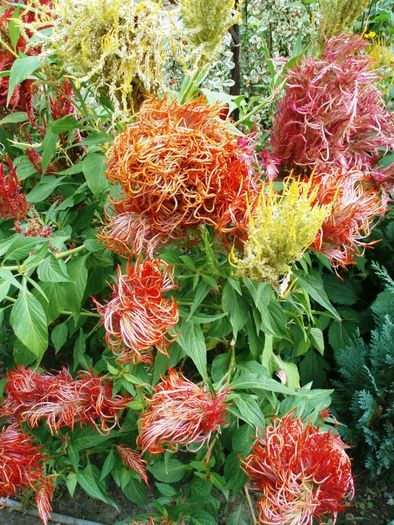 Celosia Argentea