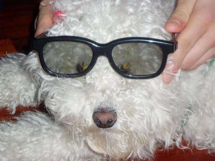 misto ochelari=)) - animalutze cool