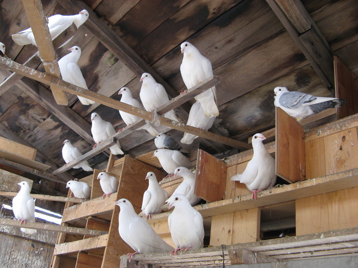 Voiajori albi de frumusete - Porumbei jucatori bimotati de Ardeal si voiajori albi ornamentali